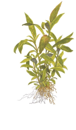 Preview: Hygrophila Siamensis 53B Topf in Einzelverpackung